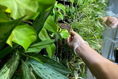 植栽管理・メンテナンスMaintenance