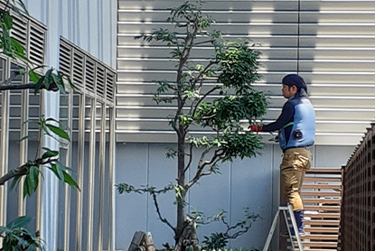 植栽管理・メンテナンスMaintenance