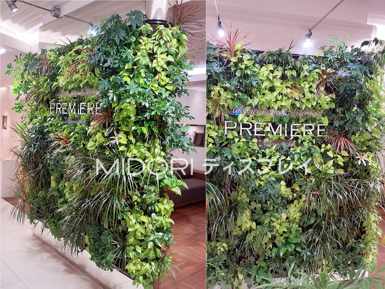 クリニック入り口の壁面緑化